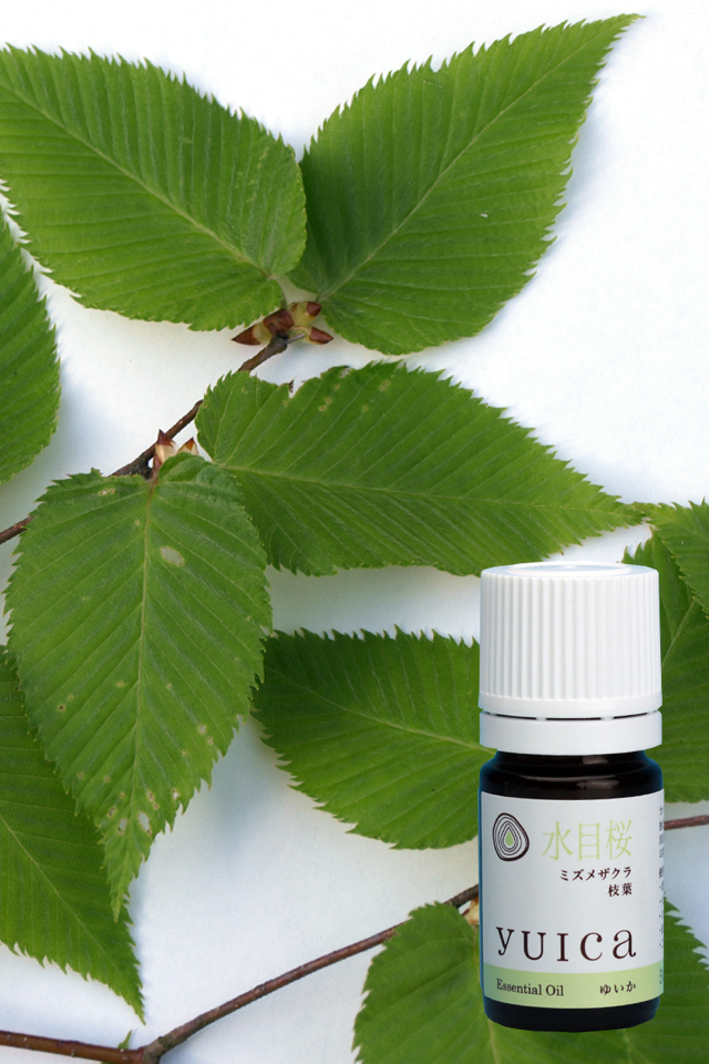 水目桜　ミズメザクラ　枝葉